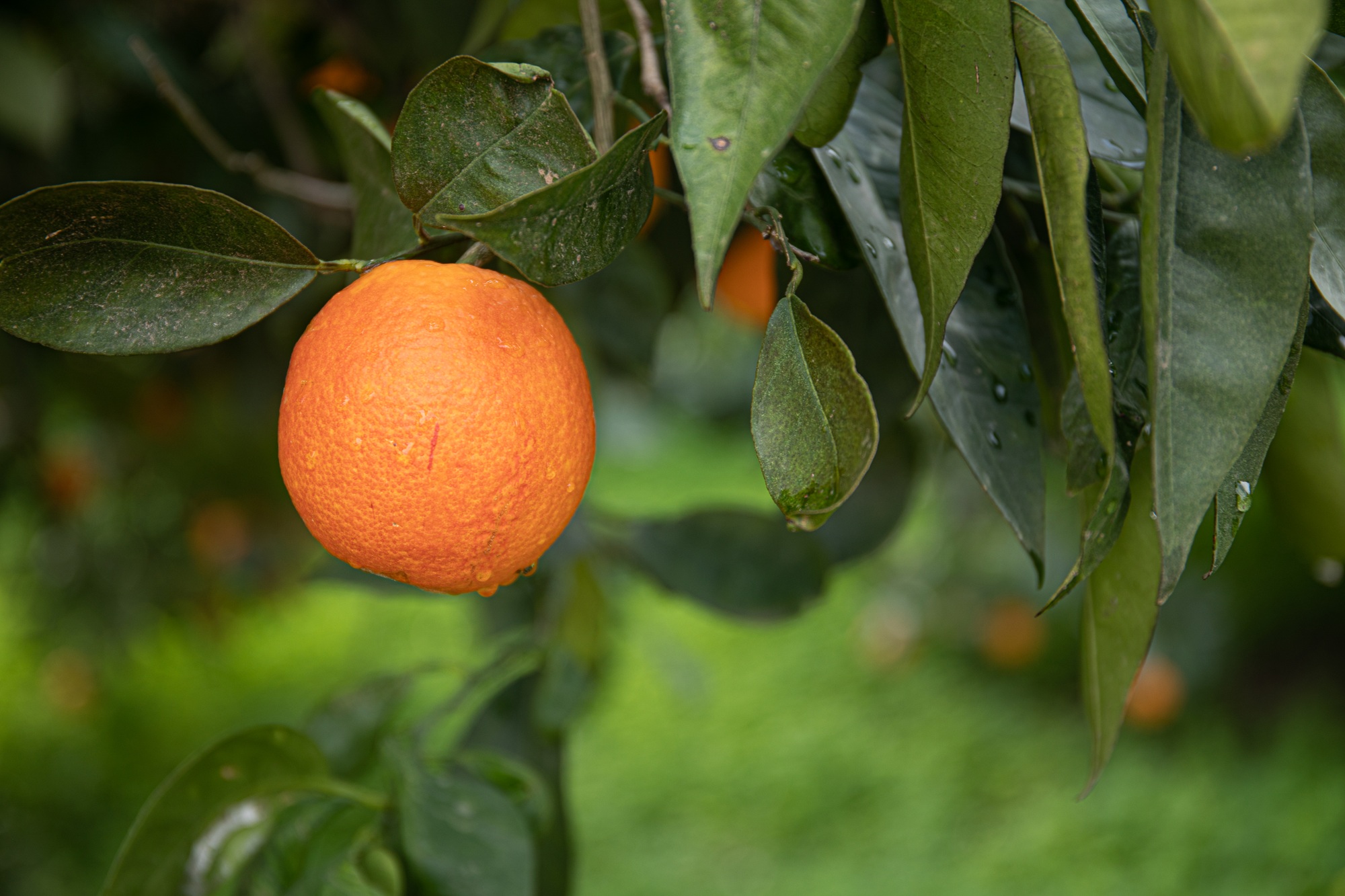 Fresh fruits